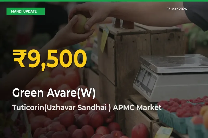 Big Jump in Green Avare(W) Prices! Tuticorin(Uzhavar Sandhai ) APMC Records New Peak Today