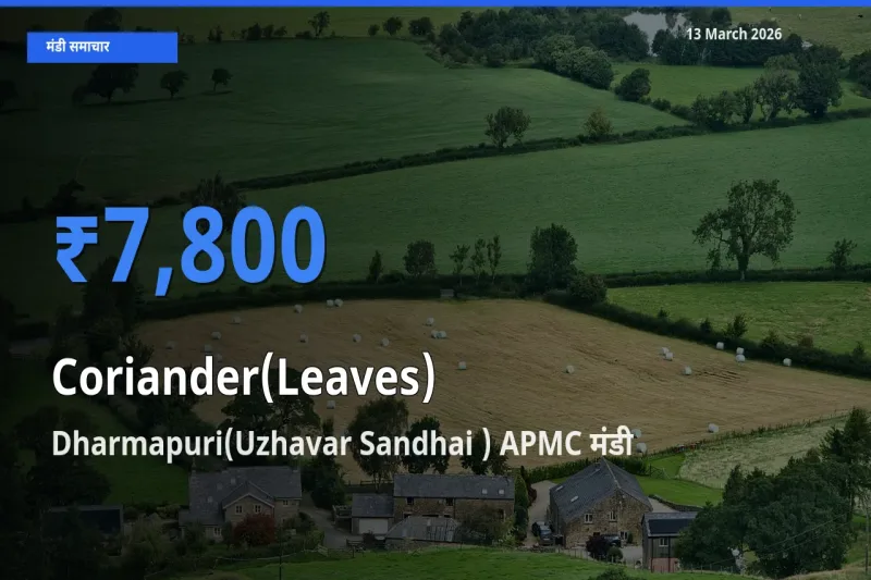 Dharmapuri(Uzhavar Sandhai ) APMC मंडी में हरा धनिया ₹7,800 पर पहुँचा – आज का सर्वोच्च भाव