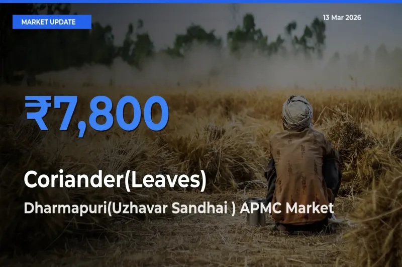 Coriander(Leaves) Mandi Rate Today: Dharmapuri(Uzhavar Sandhai ) APMC Tops the List