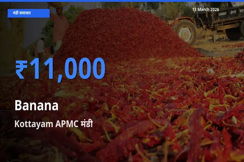 Kottayam APMC मंडी में आज केला के सबसे ऊँचे दाम दर्ज