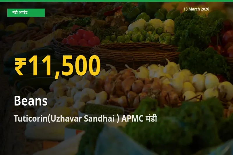 Tuticorin(Uzhavar Sandhai ) APMC में फलियाँ (सेम) ₹11,500 पर पहुँचा – अब तक का उच्चतम भाव