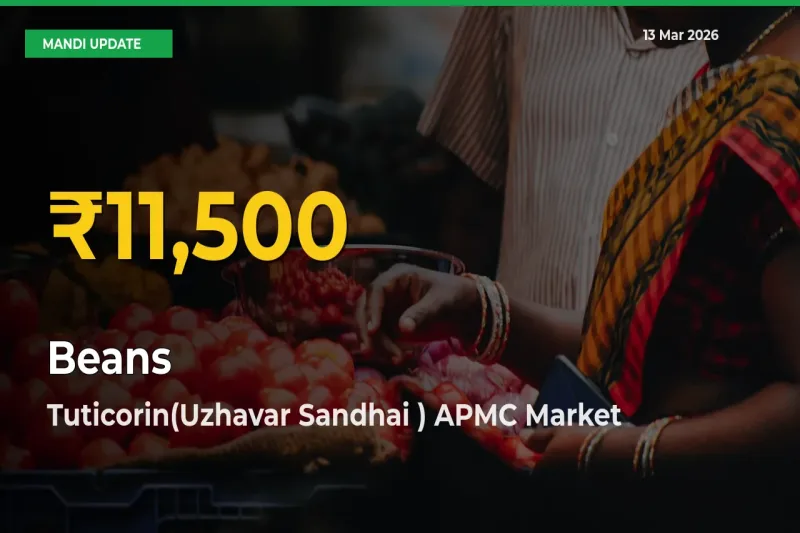 Big Jump in Beans Prices! Tuticorin(Uzhavar Sandhai ) APMC Records New Peak Today