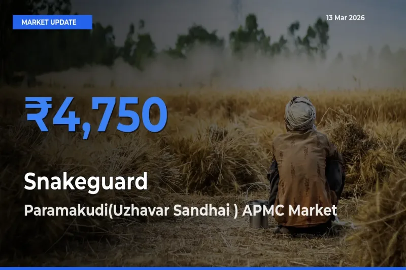Paramakudi(Uzhavar Sandhai ) APMC Leads as Top Mandi for Snakeguard Prices