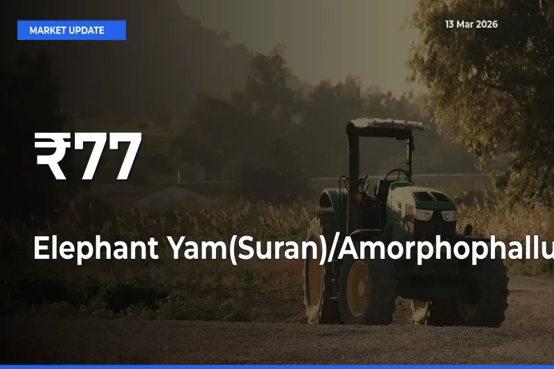 Elephant Yam(Suran)/Amorphophallus Trend Strengthens Across Major Mandis