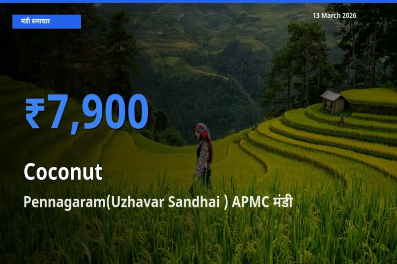 आज का मंडी भाव: नारियल के सबसे ज़्यादा दाम Pennagaram(Uzhavar Sandhai ) APMC में