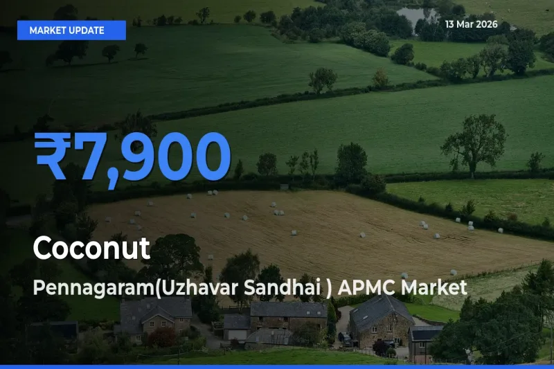 Top Performer! Pennagaram(Uzhavar Sandhai ) APMC Offers Best Coconut Price Today