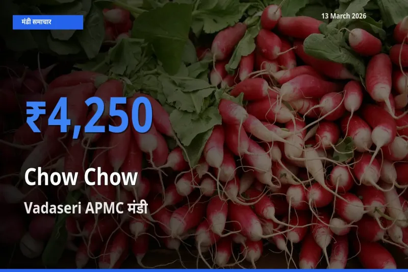 आज चाउ चाउ के सबसे ऊँचे दाम ₹4,250 Vadaseri APMC मंडी में
