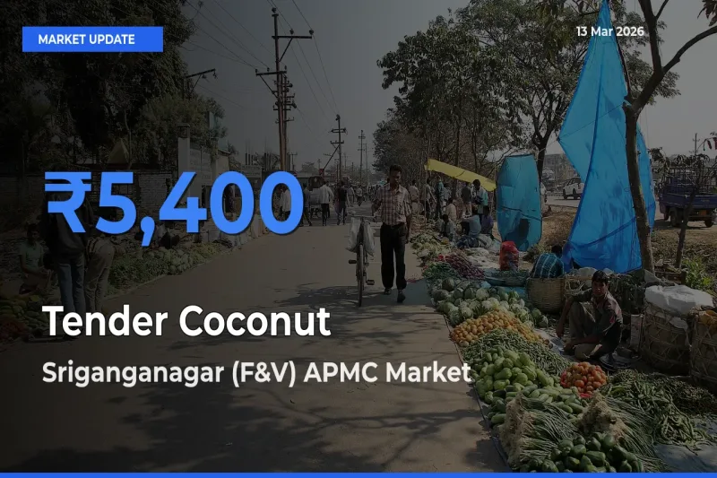 Sriganganagar (F&V) APMC Leads as Top Mandi for Tender Coconut Prices