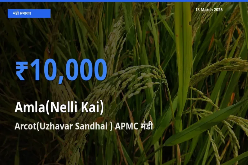 बाज़ार संकेत: Arcot(Uzhavar Sandhai ) APMC बना आंवला के लिए आज की टॉप मंडी