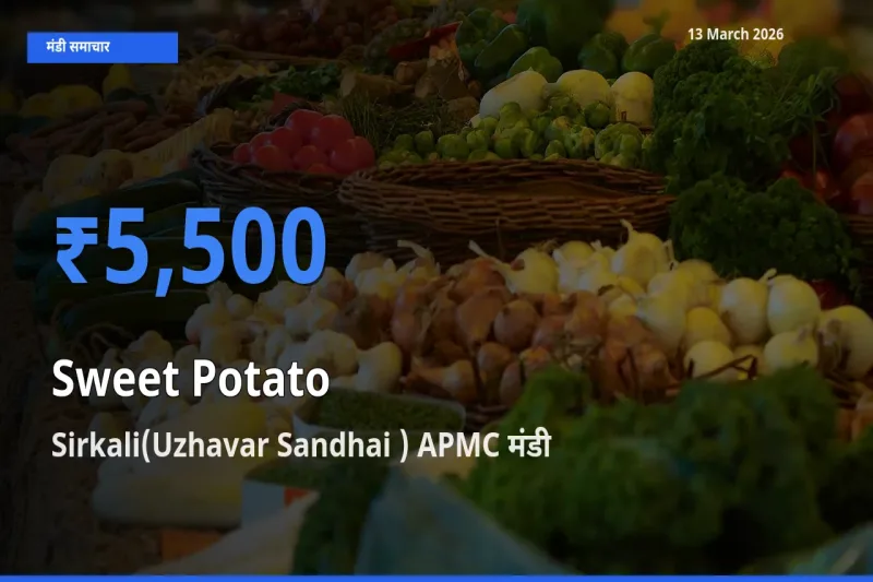 Sirkali(Uzhavar Sandhai ) APMC में शकरकंद का आज सबसे ऊँचा भाव