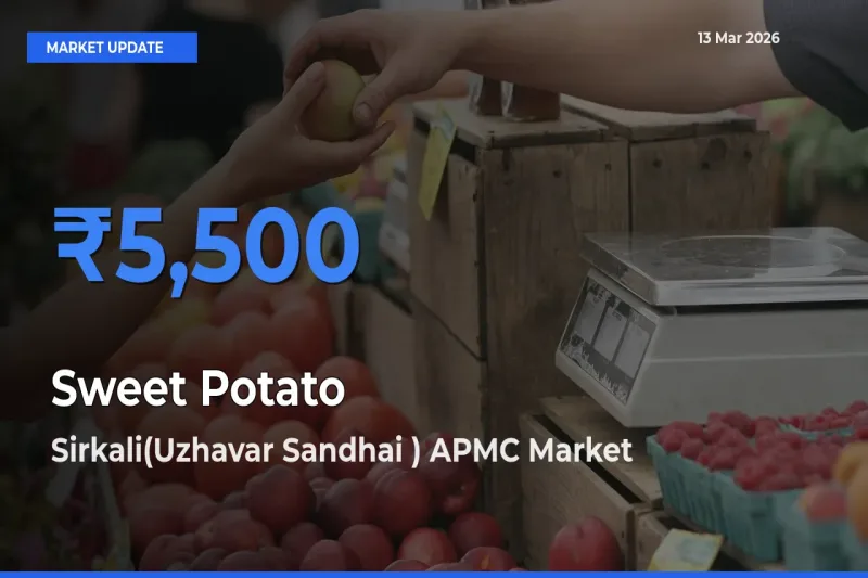 Sirkali(Uzhavar Sandhai ) APMC Emerges as Top Mandi for Sweet Potato Prices Today