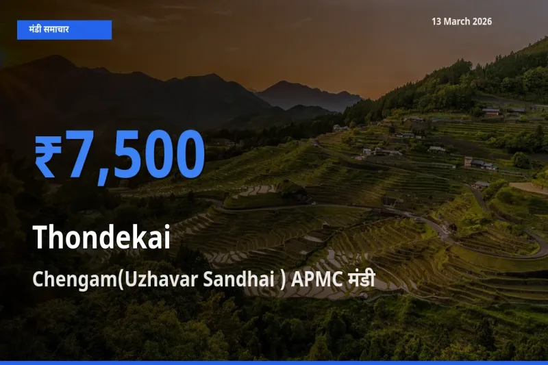 आज का मंडी भाव: कुंदरू के सबसे ज़्यादा दाम Chengam(Uzhavar Sandhai ) APMC में
