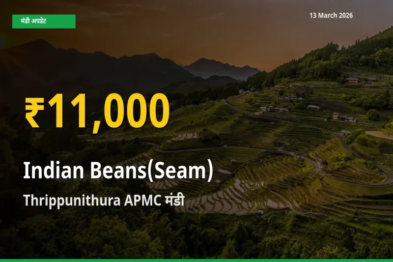 30 दिनों में सबसे ऊँचे स्तर पर सेम (देशी) के दाम, Thrippunithura APMC में उछाल