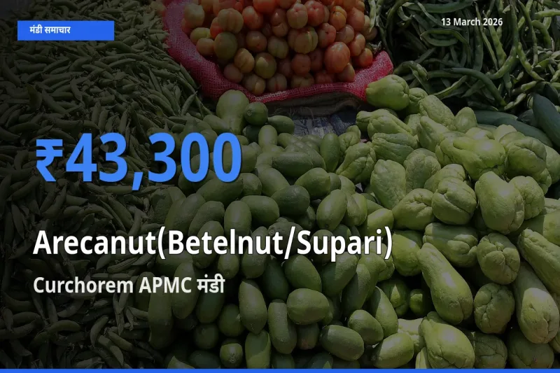 बाज़ार संकेत: Curchorem APMC बना सुपारी के लिए आज की टॉप मंडी