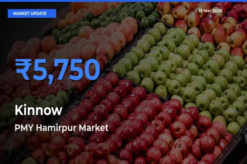 Kinnow Mandi Rate Today: PMY Hamirpur Tops the List
