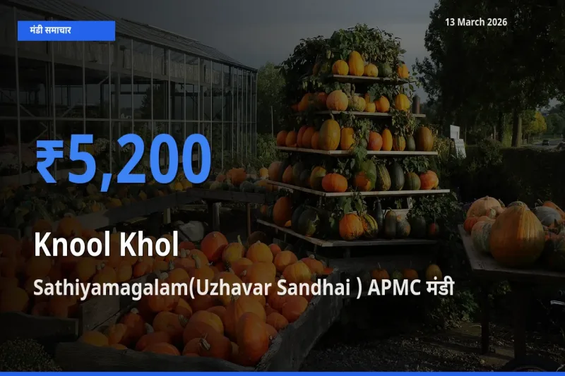 13 March अपडेट: गांठगोभी के सबसे ऊँचे दाम Sathiyamagalam(Uzhavar Sandhai ) APMC मंडी में