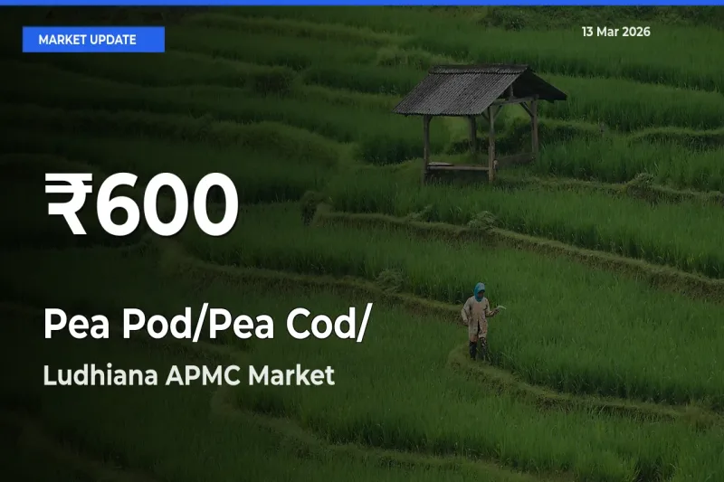 Sharp Fall! Pea Pod/Pea Cod/हरी मटर Prices Drop to 30-Day Low in Ludhiana APMC