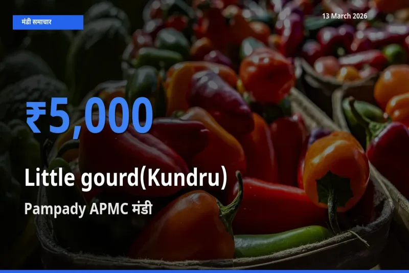 किसानों की पसंद बना Pampady APMC, कुंदरू (टिंडा तोरई) के सबसे अच्छे दाम