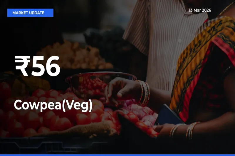 Cowpea(Veg) Shows Strong Mandi Trend – March 13 Market Update