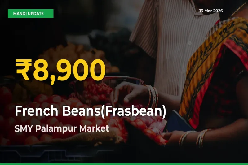 French Beans(Frasbean) Mandi Rate Surges Today in SMY Palampur – Highest Level in 30 Days