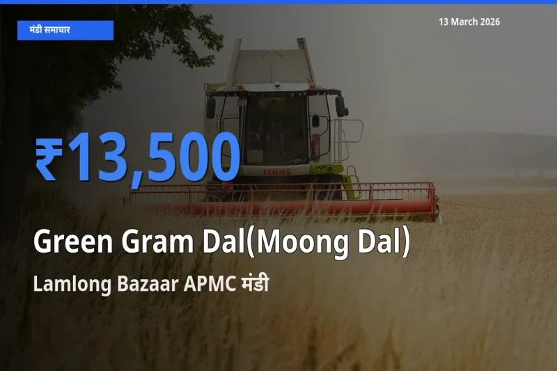 टॉप मंडी बना Lamlong Bazaar APMC! मूंग दाल के सबसे ऊँचे दाम यहीं दर्ज