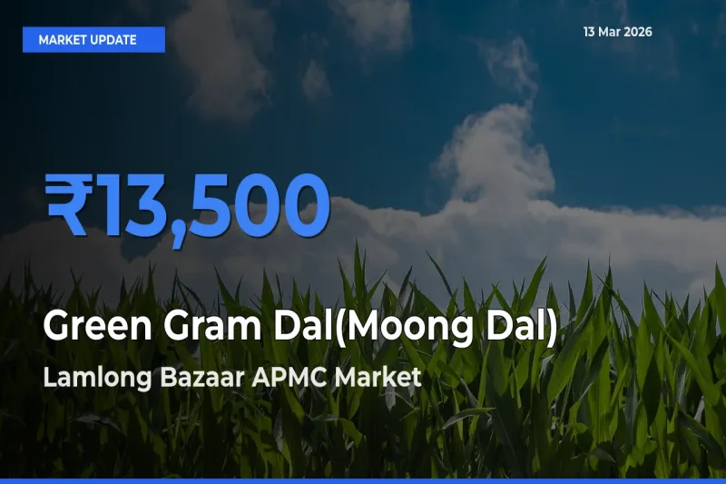 Lamlong Bazaar APMC Offers ₹13,500 – Highest Green Gram Dal(Moong Dal) Rate Today