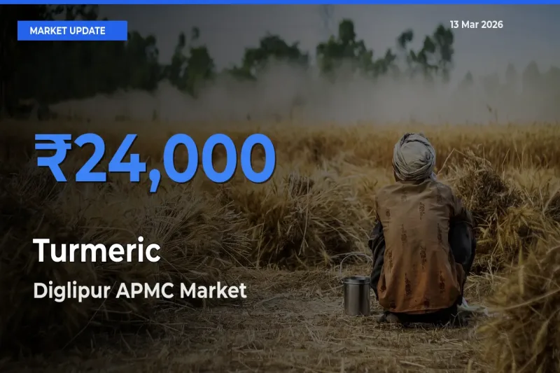 Top Performer! Diglipur APMC Offers Best Turmeric Price Today