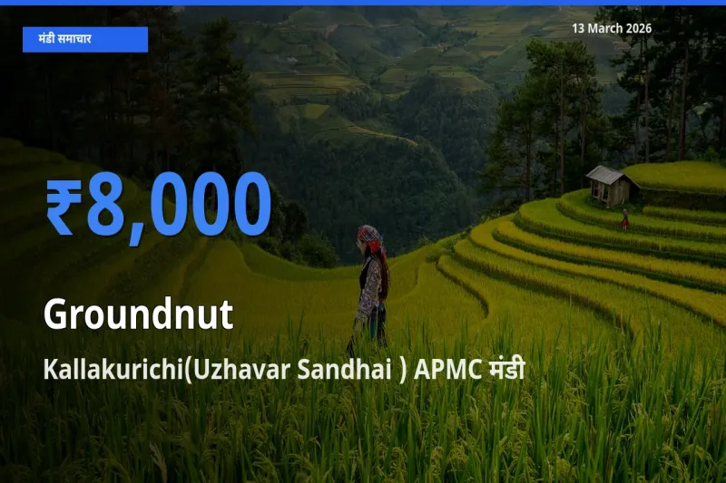 Kallakurichi(Uzhavar Sandhai ) APMC मंडी में आज मूंगफली के सबसे ऊँचे दाम दर्ज