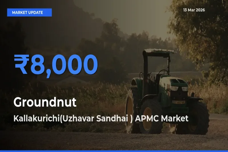 Kallakurichi(Uzhavar Sandhai ) APMC Tops Groundnut Mandi Rates Today
