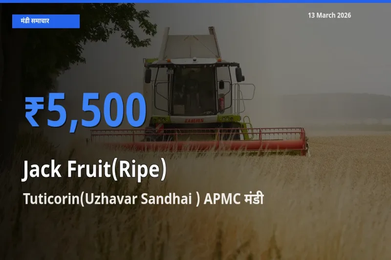 किसानों की पसंद बना Tuticorin(Uzhavar Sandhai ) APMC, पका कटहल के सबसे अच्छे दाम
