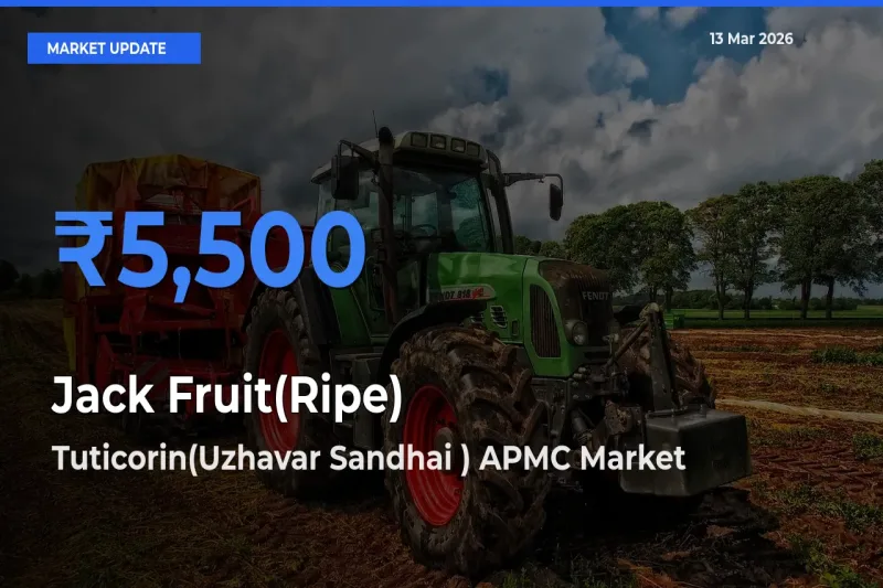 Market Watch: Tuticorin(Uzhavar Sandhai ) APMC Becomes Top Mandi for Jack Fruit(Ripe)