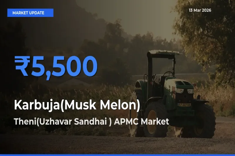 Farmers Prefer Theni(Uzhavar Sandhai ) APMC as Karbuja(Musk Melon) Hits Highest Rate