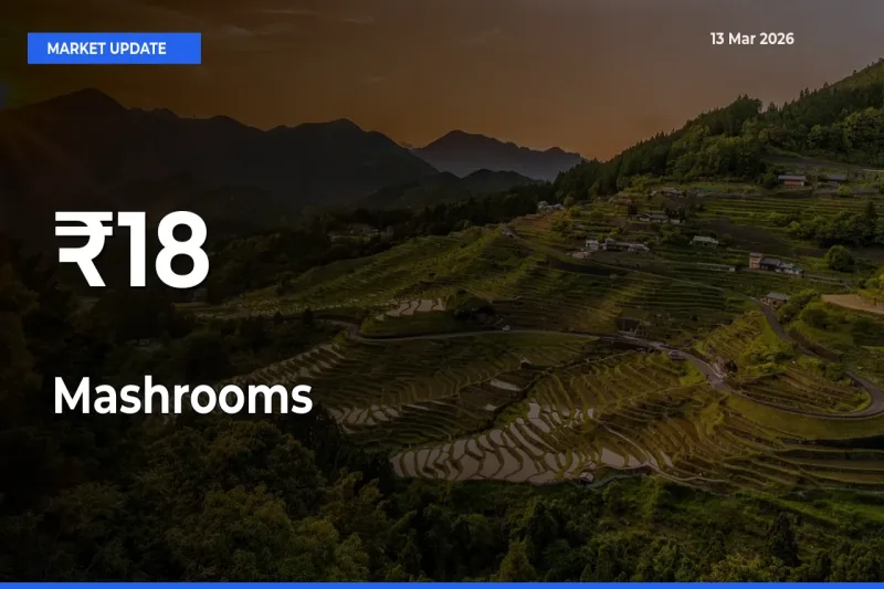Strong Trend in Mashrooms Rates Across Multiple Mandis – What It Means for Traders