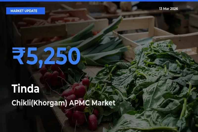 Tinda Mandi Rate Today: Chikli(Khorgam) APMC Tops the List