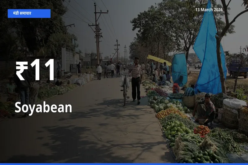 आज का मंडी ट्रेंड: सोयाबीन के दाम कई बाजारों में एक साथ बदले