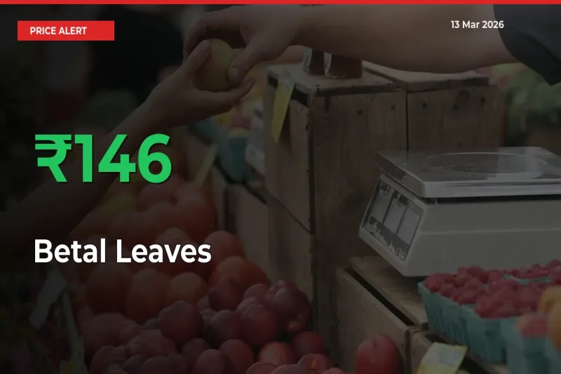 Sudden 145.85% Rally in Betal Leaves Prices Across Mandis