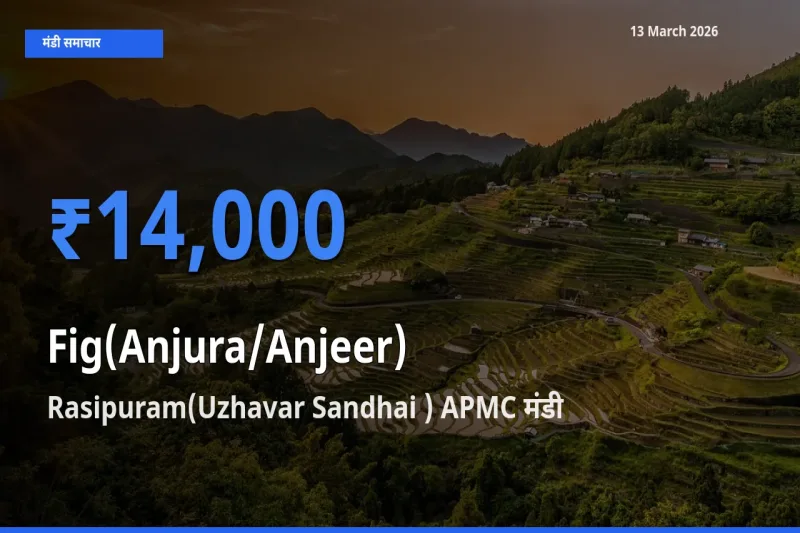 Rasipuram(Uzhavar Sandhai ) APMC मंडी में अंजीर ₹14,000 पर पहुँचा – आज का सर्वोच्च भाव
