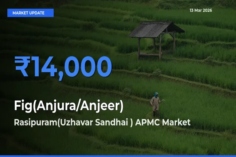 Rasipuram(Uzhavar Sandhai ) APMC Emerges as Top Mandi for Fig(Anjura/Anjeer) Prices Today