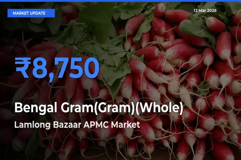 Lamlong Bazaar APMC Offers ₹8,750 – Highest Bengal Gram(Gram)(Whole) Rate Today