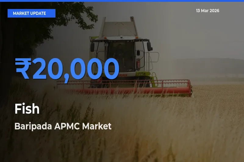 Baripada APMC Leads as Top Mandi for Fish Prices