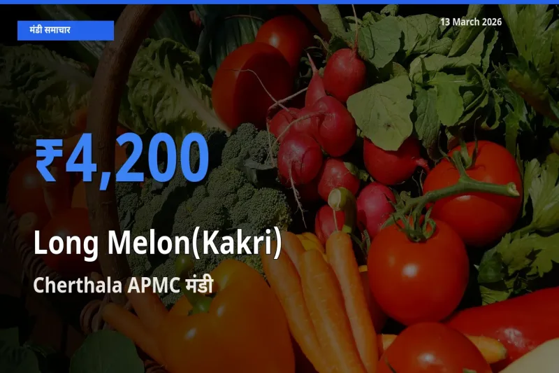 आज ककड़ी के सबसे ऊँचे दाम ₹4,200 Cherthala APMC मंडी में