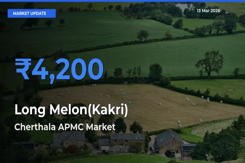 Long Melon(Kakri) Mandi Rate Today: Cherthala APMC Tops the List