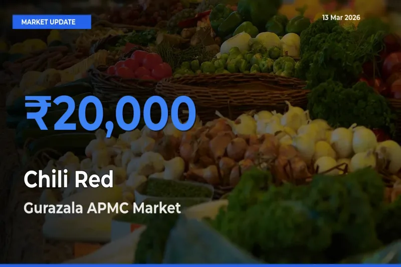 Gurazala APMC Tops Chili Red Mandi Rates Today