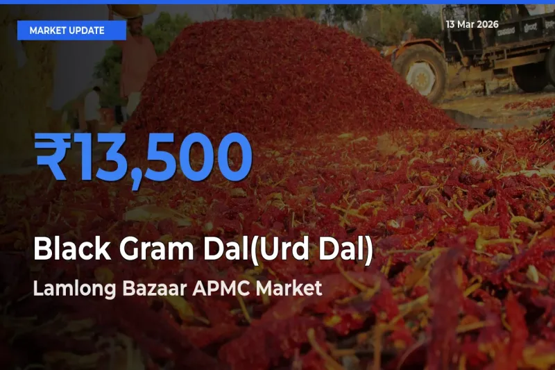 Lamlong Bazaar APMC Tops Black Gram Dal(Urd Dal) Mandi Rates Today