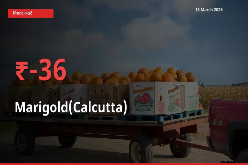 तेज़ गिरावट! मंडी में गेंदा (कलकत्ता) के दाम 35.81% लुढ़के