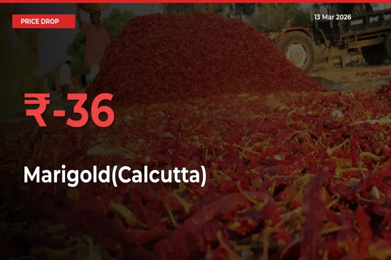 Why Marigold(Calcutta) Prices Fell 35.81% in a Day at Mandis