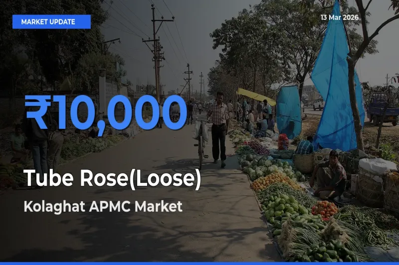 Top Performer! Kolaghat APMC Offers Best Tube Rose(Loose) Price Today