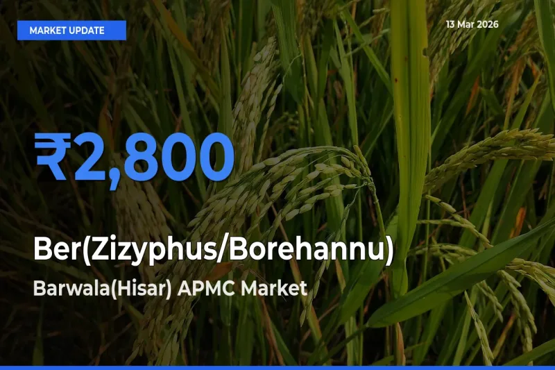 Barwala(Hisar) APMC Tops Ber(Zizyphus/Borehannu) Rates – March 13 Market Update
