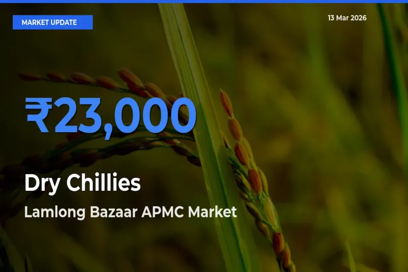 Dry Chillies Mandi Rate Today: Lamlong Bazaar APMC Tops the List