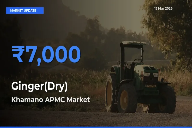 Ginger(Dry) Mandi Rate Today: Khamano APMC Tops the List